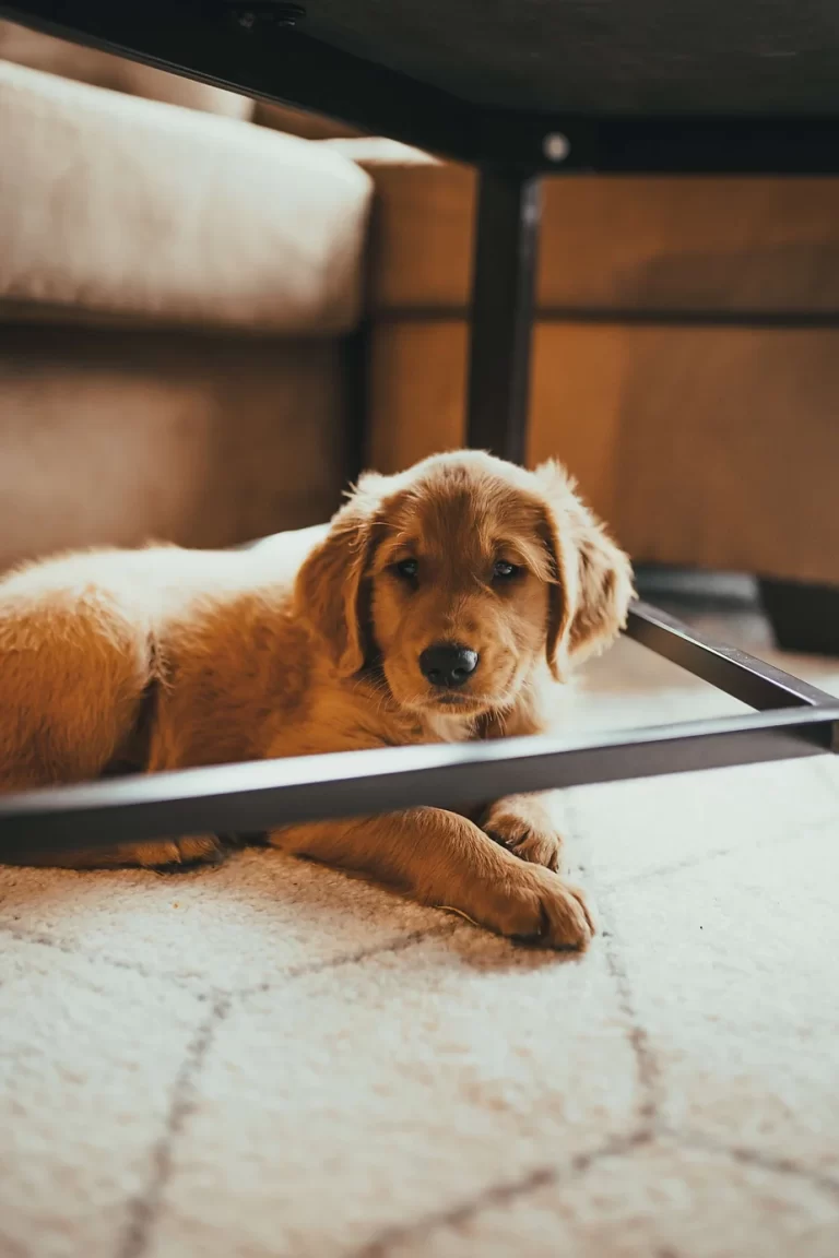 tips on how to remove pet stains from carpet