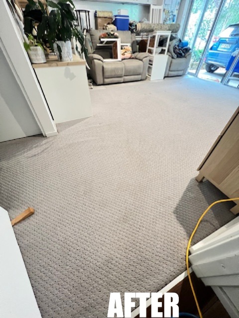 Cleaned refreshed carpet after steam cleaning in Wyong