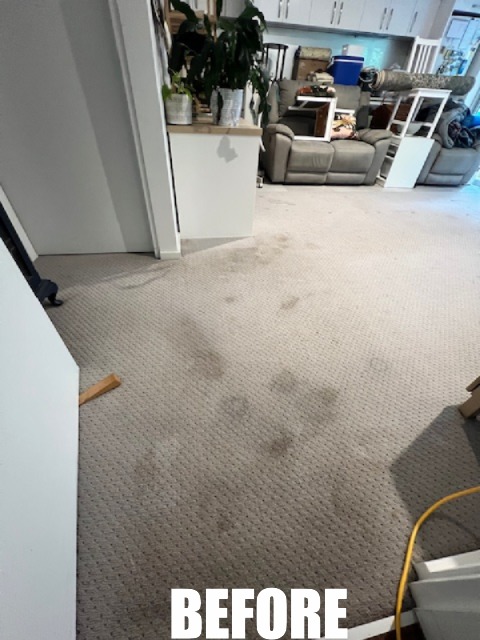Stained guest room carpet before professional steam cleaning in Wyong