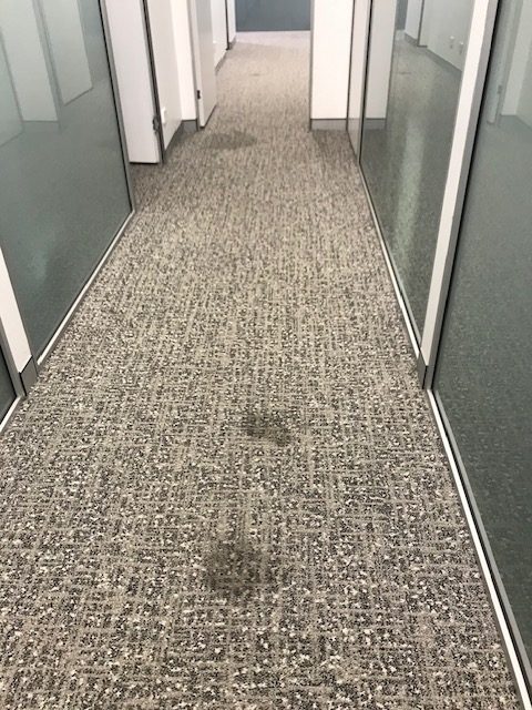 Commercial hallway dirty carpet before professional steam cleaning in Erina
