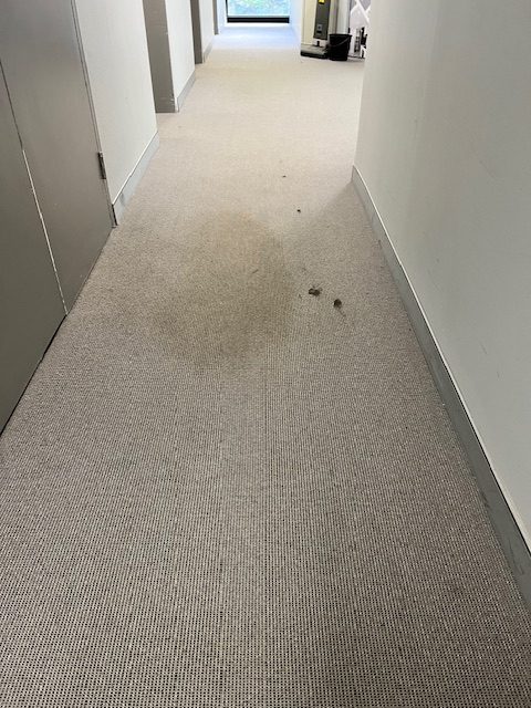 Stained commercial hallway carpet before professional steam cleaning in Terrigal